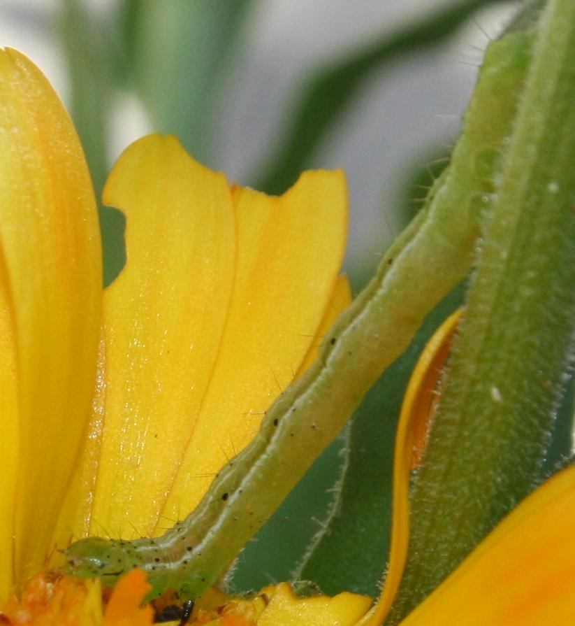 Bruchi su Calendula... - Chrysodeixis chalcites